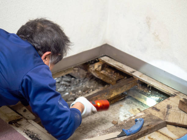 Best Mold Damage Repair  in Yountville, CA