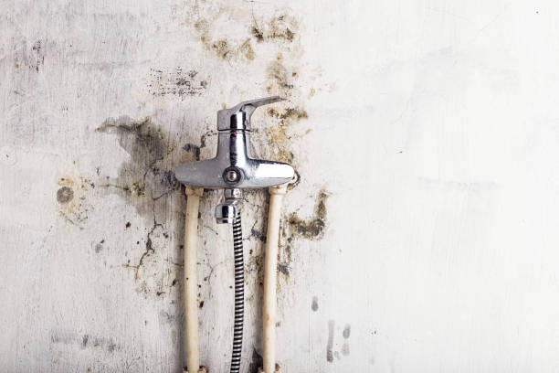 Yountville, CA Mold Removal Company