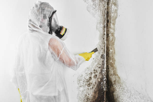 Best Fast Mold Removal  in Yountville, CA