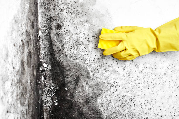 Best Mold Removal Process  in Yountville, CA