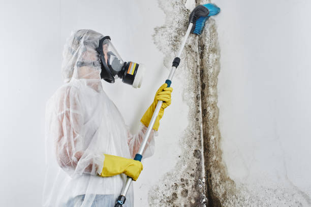 Best Residential Mold Removal  in Yountville, CA