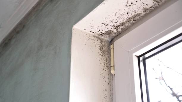 Best Home Mold Removal  in Yountville, CA
