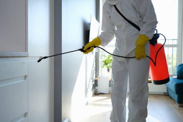 Office Mold Removal Services in Yountville, CA