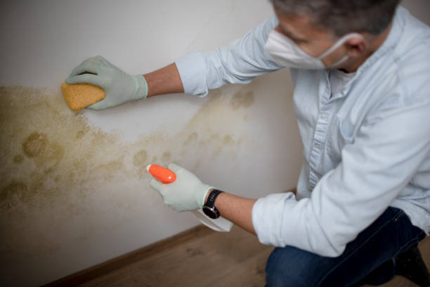 Best Commercial Mold Removal  in Yountville, CA
