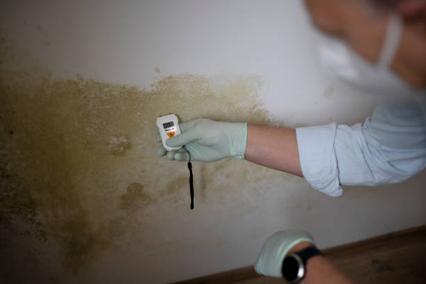 Mold Removal Process in Yountville, CA