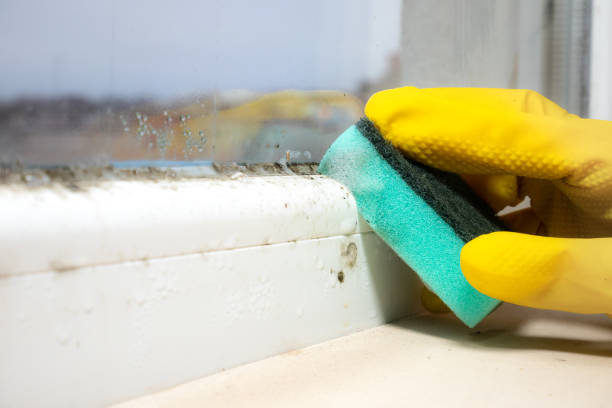 Best Home Mold Removal  in Yountville, CA