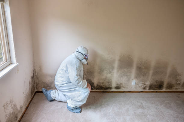Attic Mold Removal in Yountville, CA