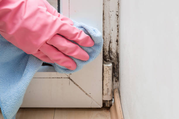 Best Mold Testing  in Yountville, CA